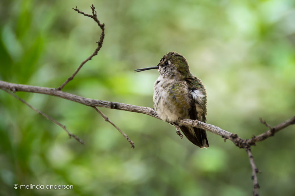 20150709-MMA_0228_melinda_anderson