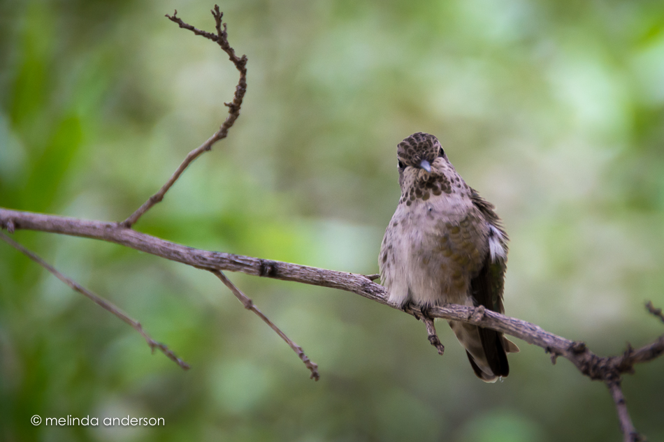 20150709-MMA_0238_melinda_anderson