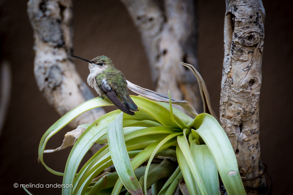 20150709-MMA_0254_melinda_anderson