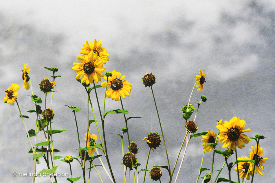 20150728-MMA_1044_melinda_anderson-Edit