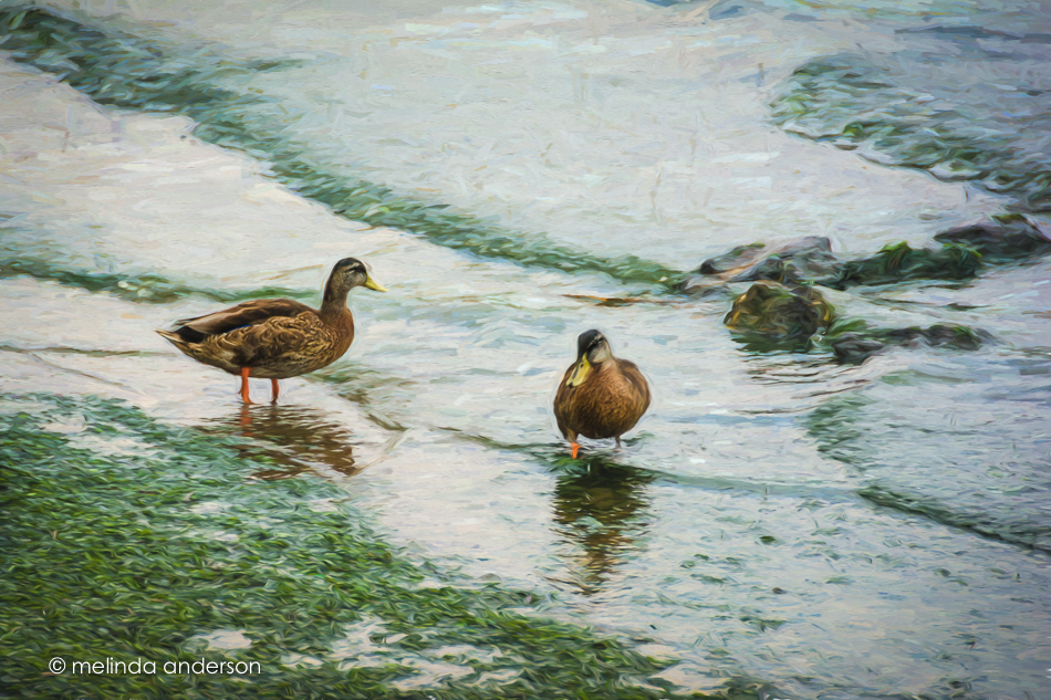 20150805-MMA_1280_melinda_anderson-Edit-Edit