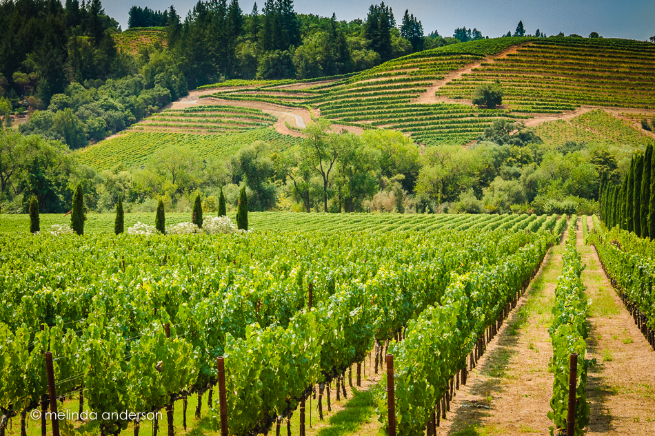 20150805-MMA_1391_melinda_anderson