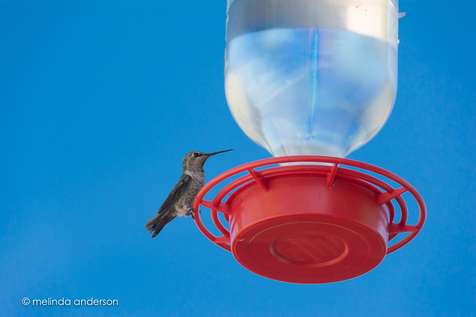 20150901-MMA_2300_melinda_anderson