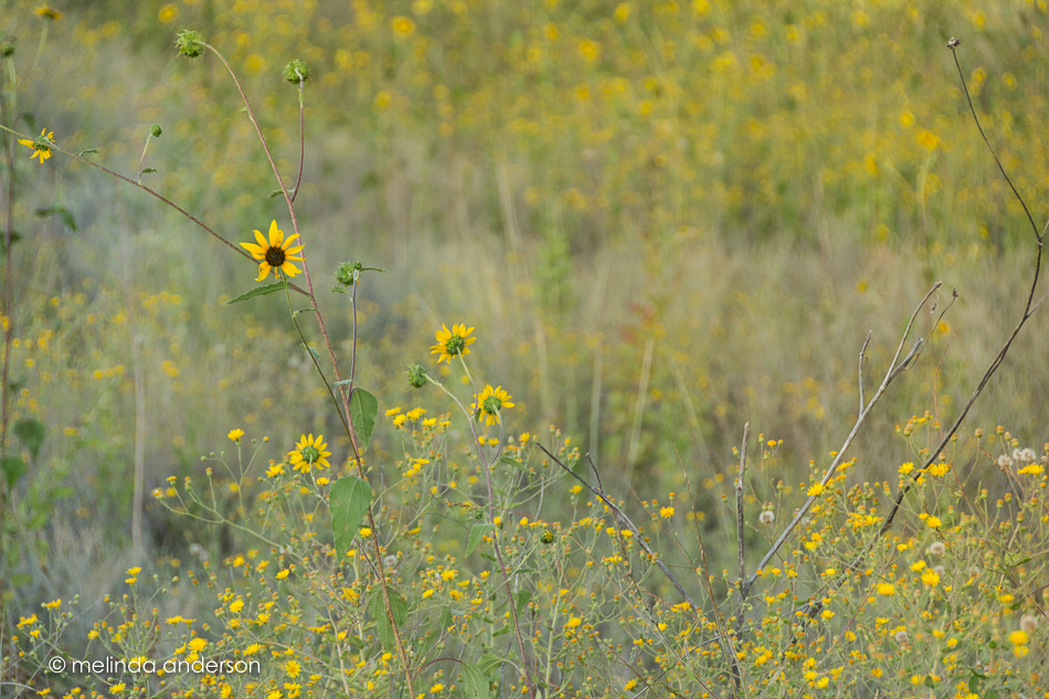 20150901-MMA_2332_melinda_anderson