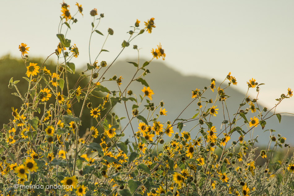 20150901-MMA_2346_melinda_anderson