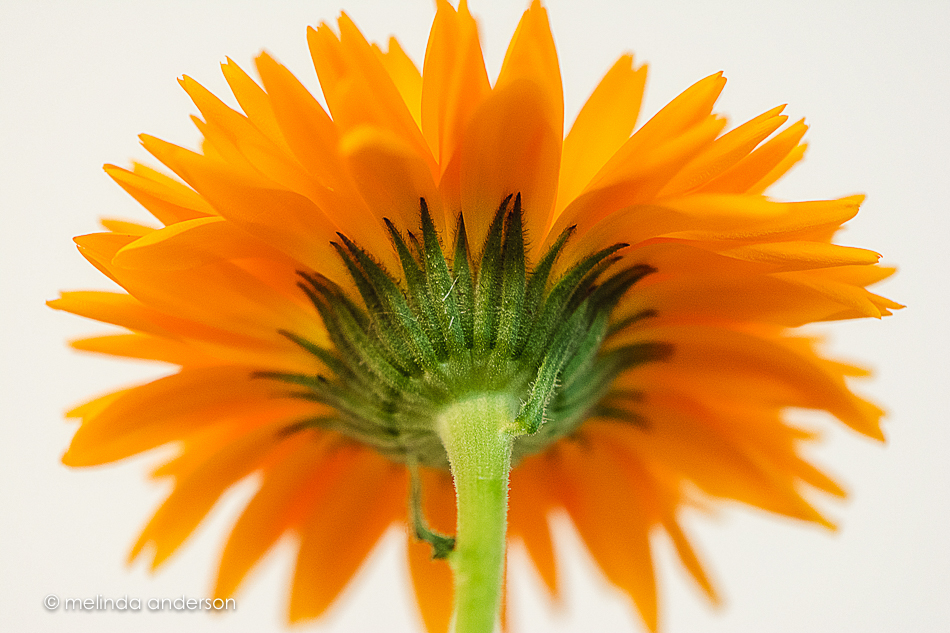 20150915-MMA_2658_melinda_anderson-Edit