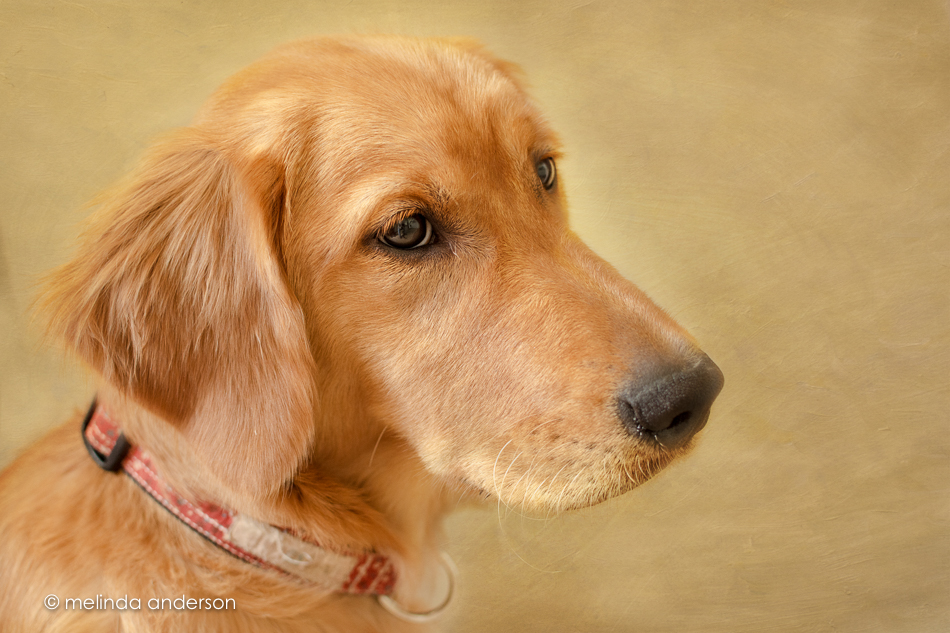 20150916-MMA_2756_melinda_anderson-Edit