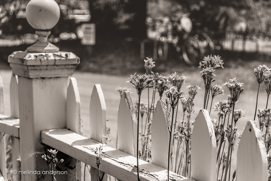 20150805-MMA_1539_melinda_anderson