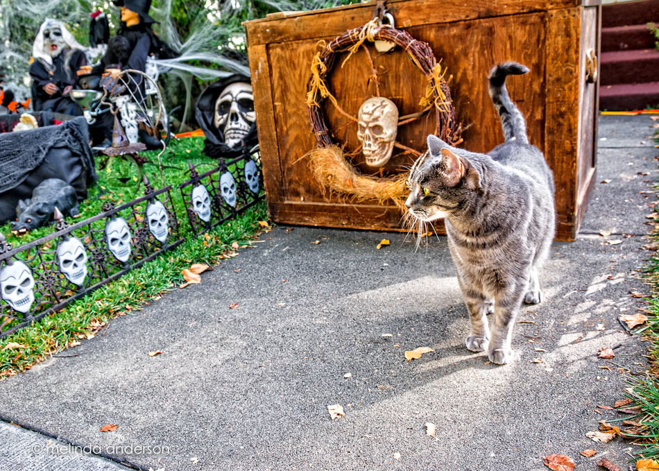 20151026-MMA_4143_melinda_anderson-Edit