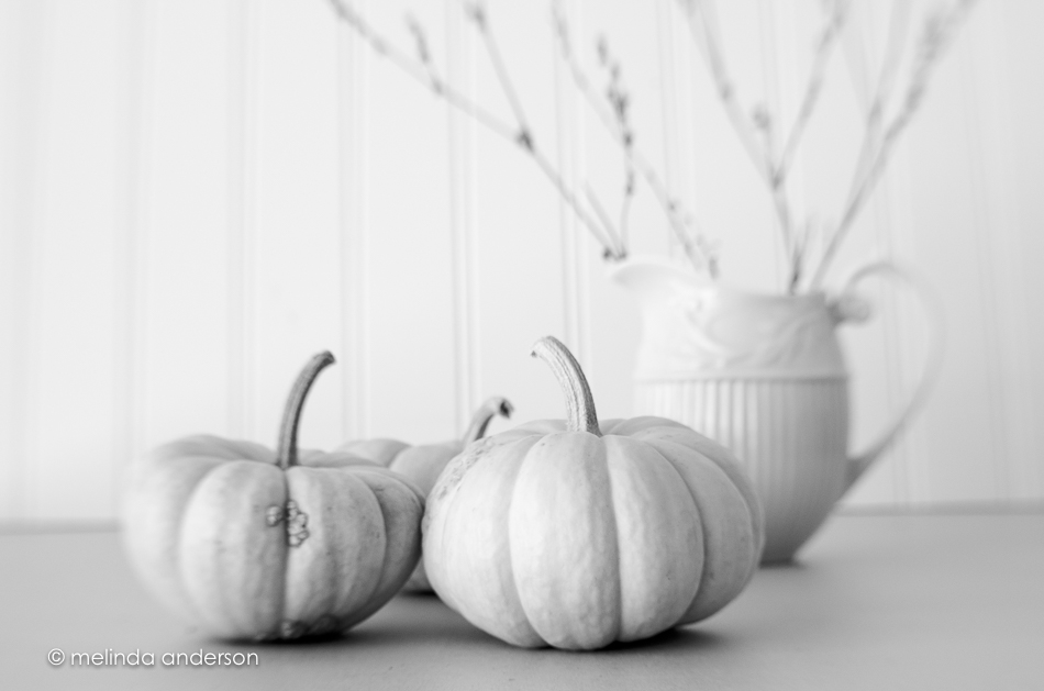 whitepumpkins--2