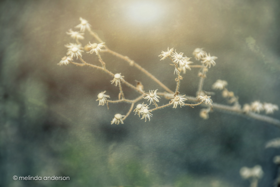 20151030-MMA_4321_melinda_anderson-Edit