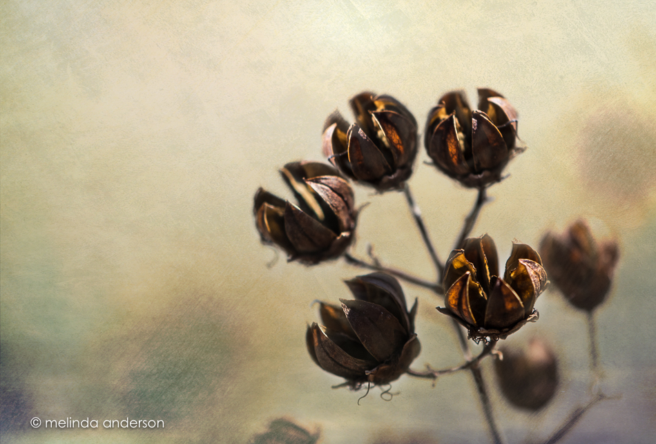 20151114-MMA_4743_melinda_anderson-Edit