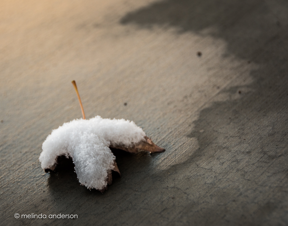 20151116-MMA_4950_melinda_anderson