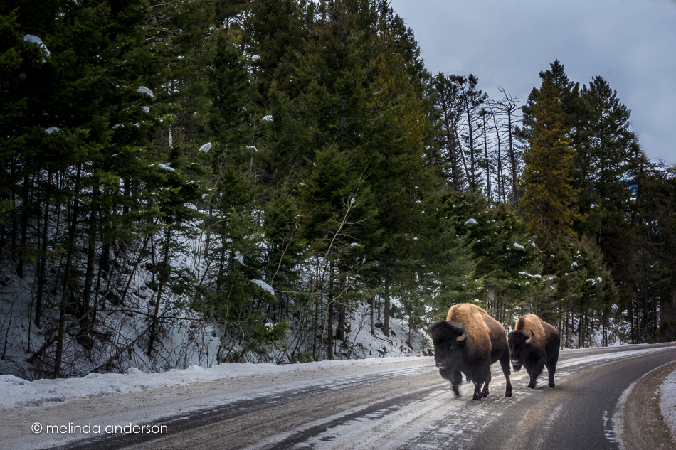 20151124-MMA_5659_melinda_anderson-Edit