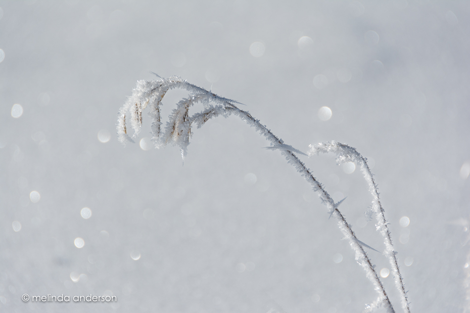 20151127-MMA_5915_melinda_anderson-2