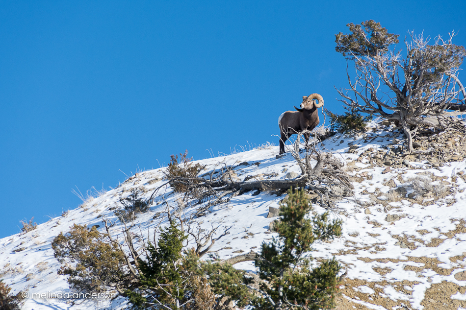 20151128-MMA_6463_melinda_anderson-3