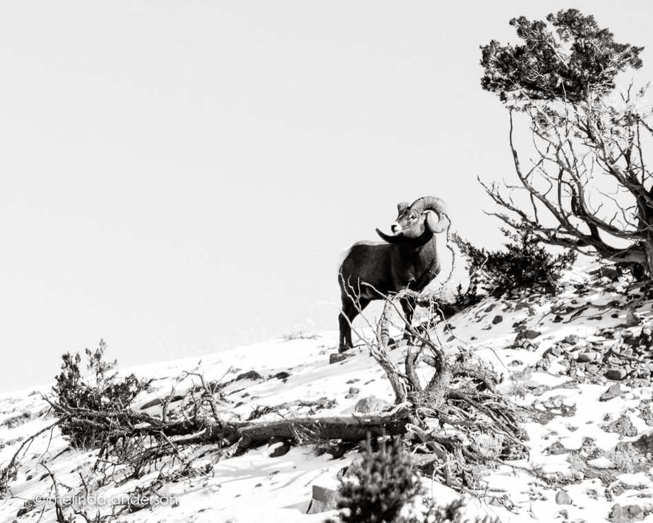 20151128-MMA_6463_melinda_anderson-4