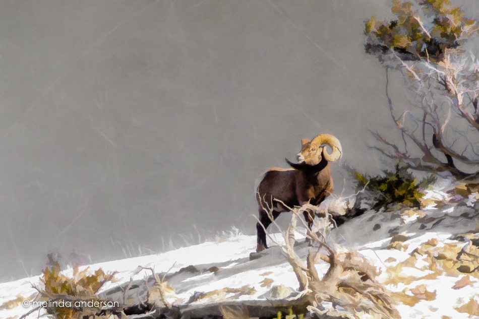 20151128-MMA_6463_melinda_anderson-Edit-2