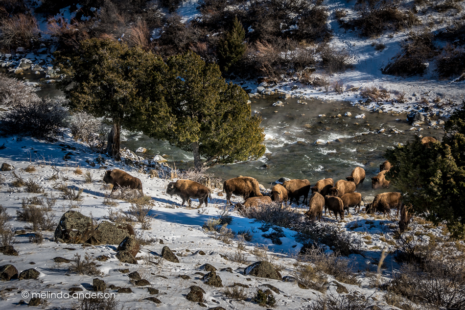 20151128-MMA_6562_melinda_anderson