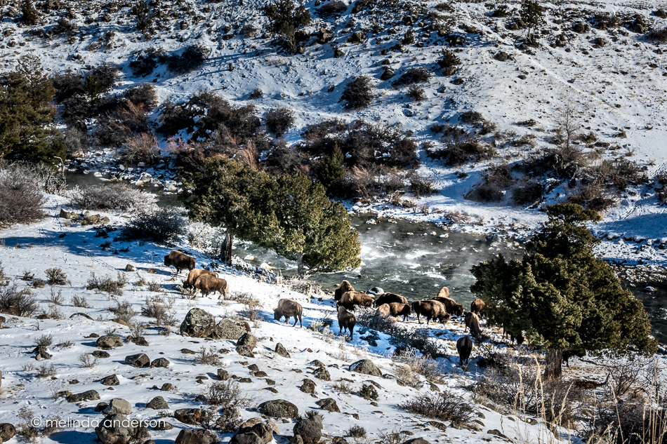 20151128-MMA_6592_melinda_anderson