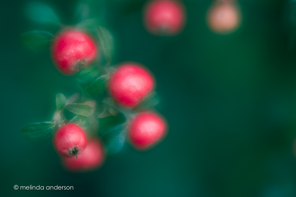 20151226-MMA_7319_melinda_anderson