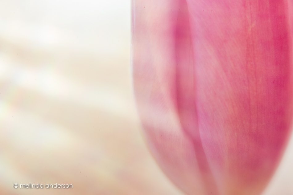 20151228-MMA_7464_melinda_anderson