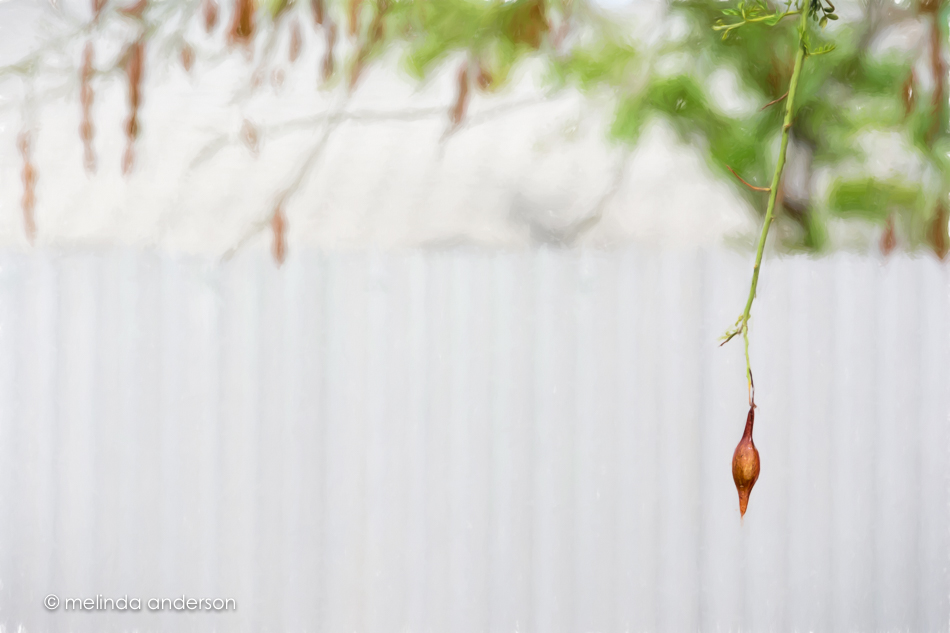 20150709-MMA_9773_melinda_anderson-Edit