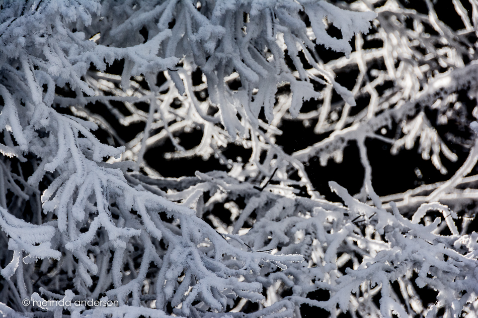 20151128-MMA_6398_melinda_anderson