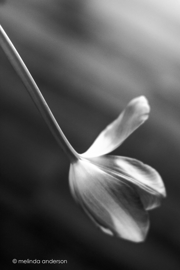 20151229-MMA_7546_melinda_anderson