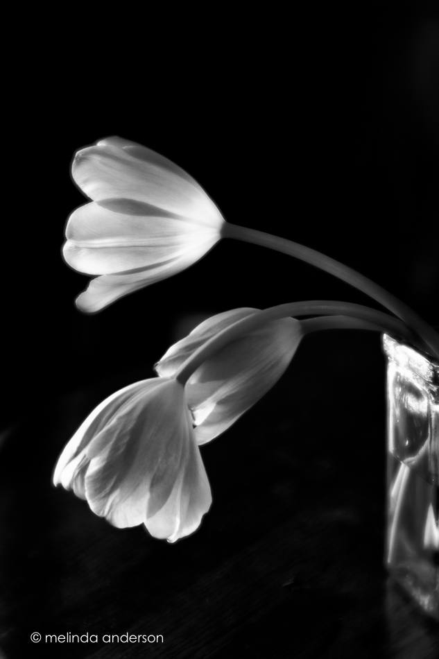 20160101-MMA_7673_melinda_anderson