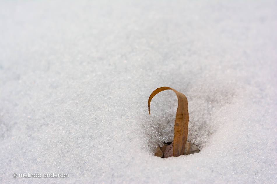 20160114-MMA_7916_melinda_anderson