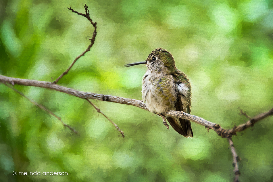 20150709-MMA_0228_melinda_anderson-Edit-2