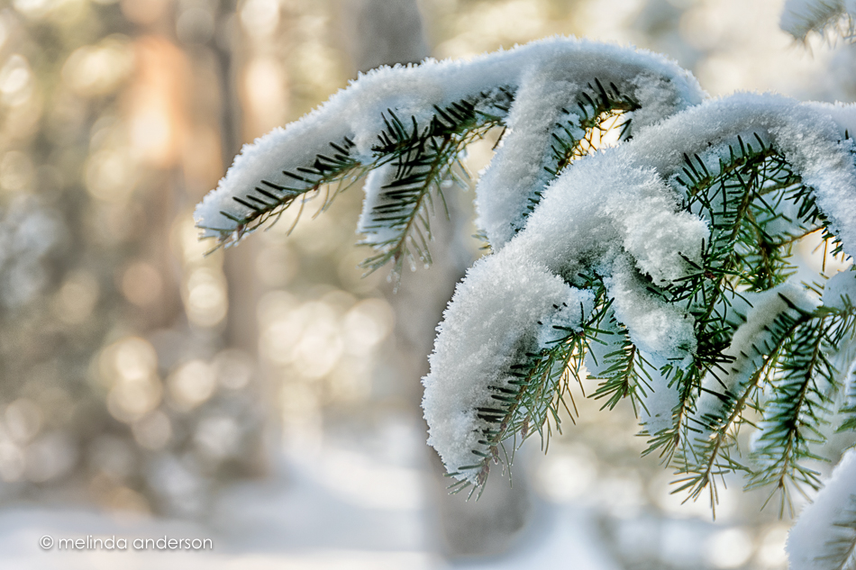 20151128-MMA_6314_melinda_anderson-Edit