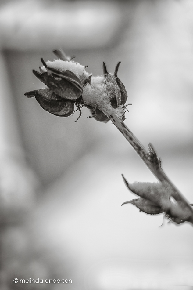 20160201-MMA_8156_melinda_anderson-Edit