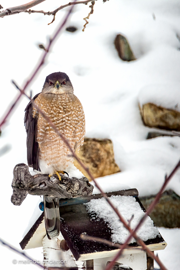 20160201-MMA_8246_melinda_anderson-Edit