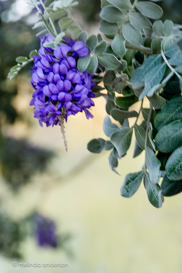 20160221-MMA_9007_melinda_anderson-Edit