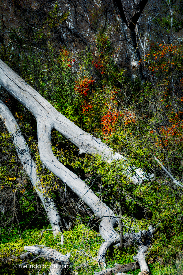 20160229-MMA_9125_melinda_anderson-Edit