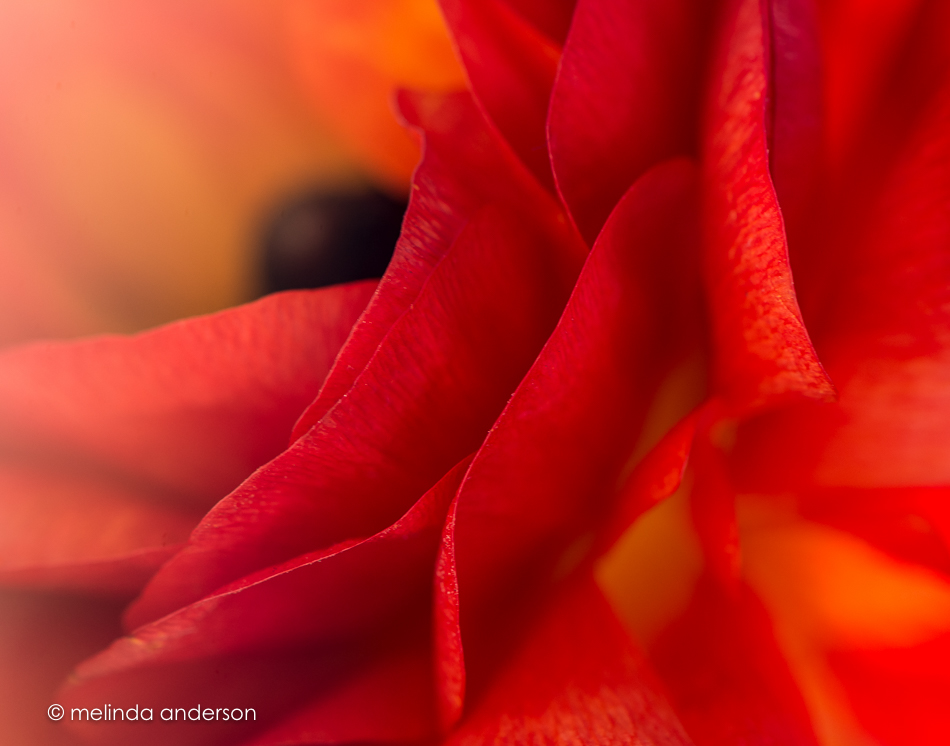 20160302-MMA_9324_melinda_anderson-Edit