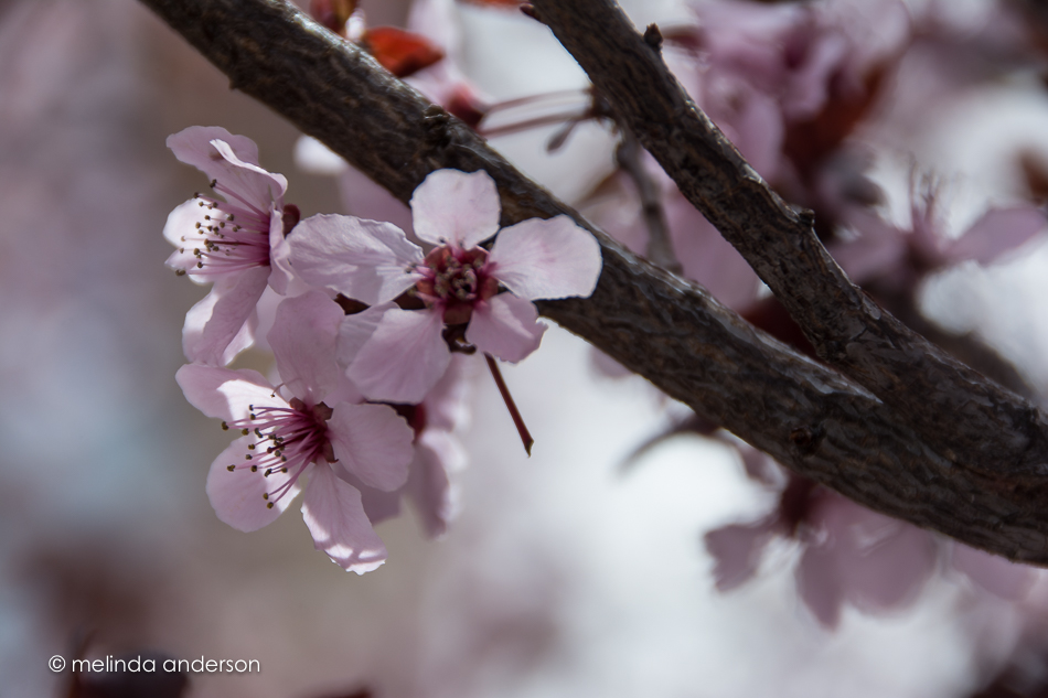 20160307-MMA_9439_melinda_anderson