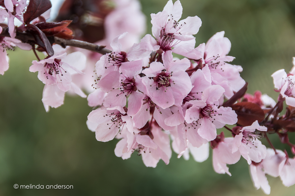 20160307-MMA_9448_melinda_anderson