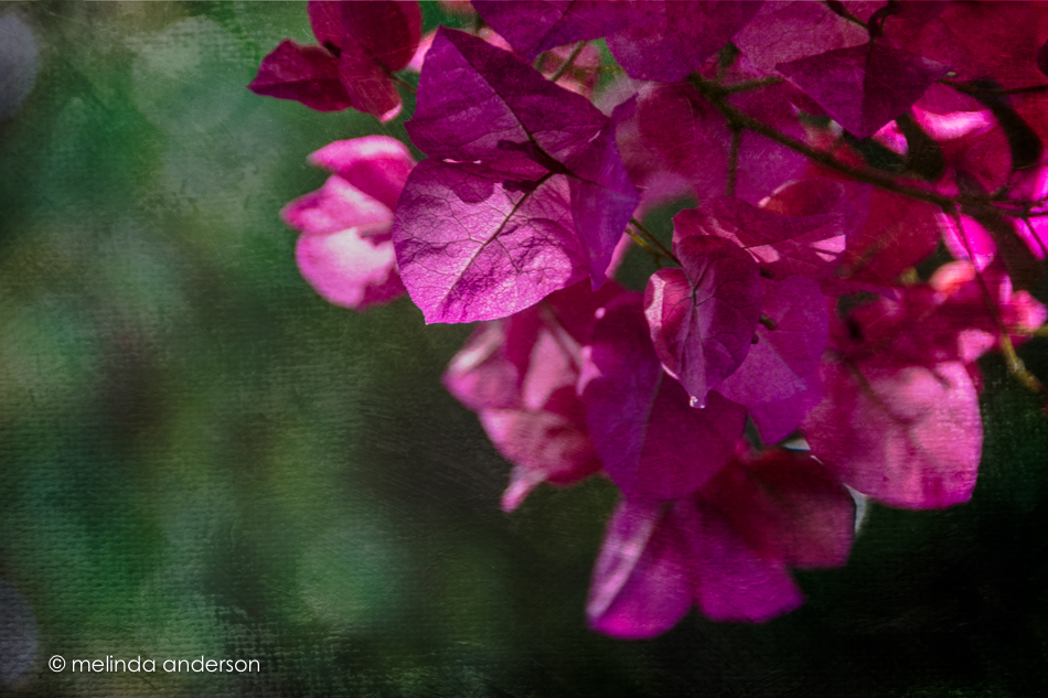 20160309-MMA_9462_melinda_anderson-Edit