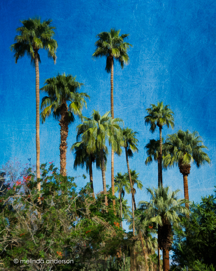 20160309-MMA_9503_melinda_anderson-Edit