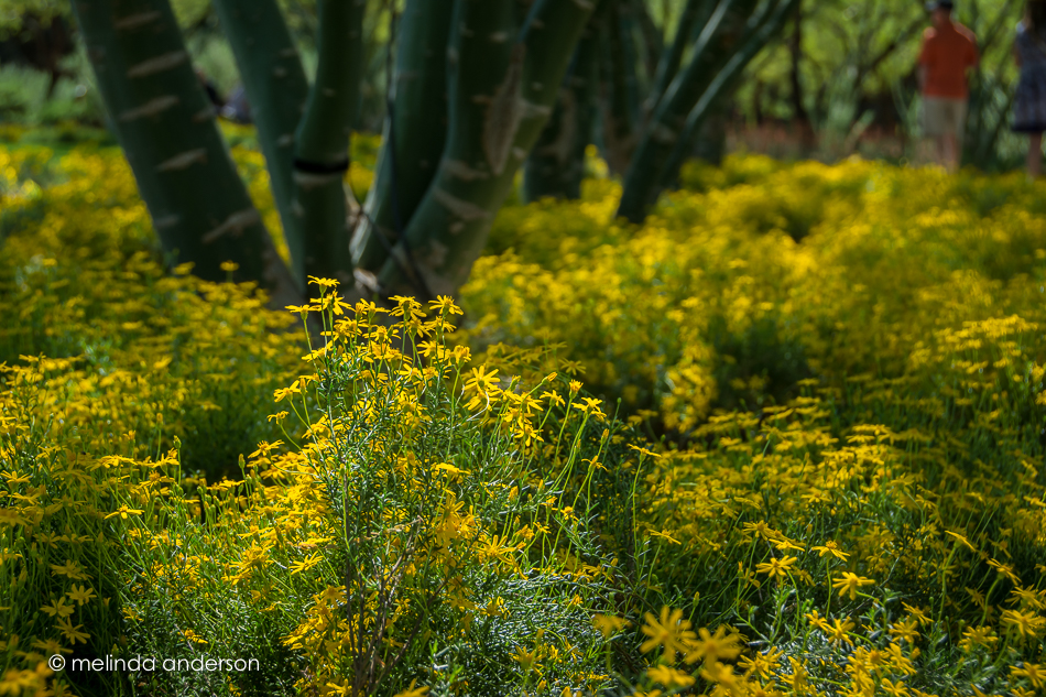 20160310-MMA_9574_melinda_anderson