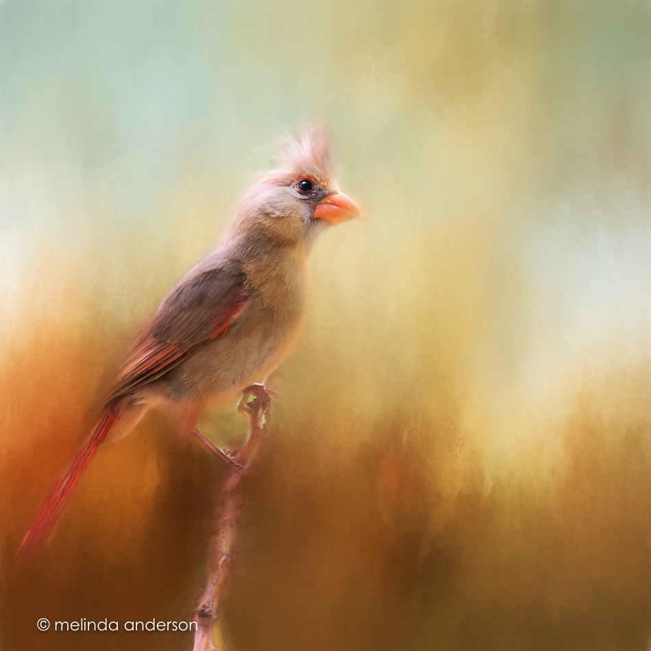 20150709-MMA_0277_melinda_anderson-Edit