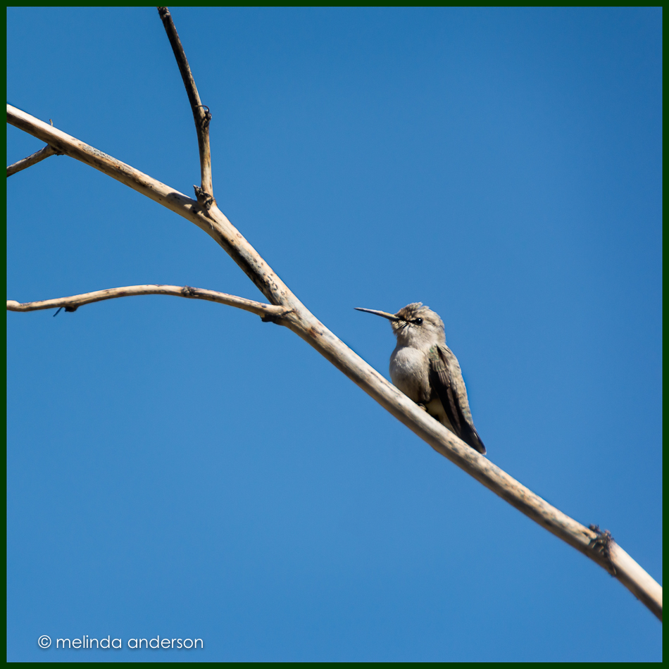 20160416-MMA_0102_melinda_anderson-Edit