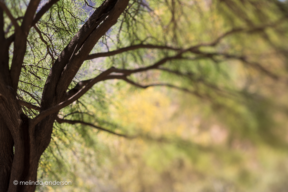 20160416-MMA_0397_melinda_anderson