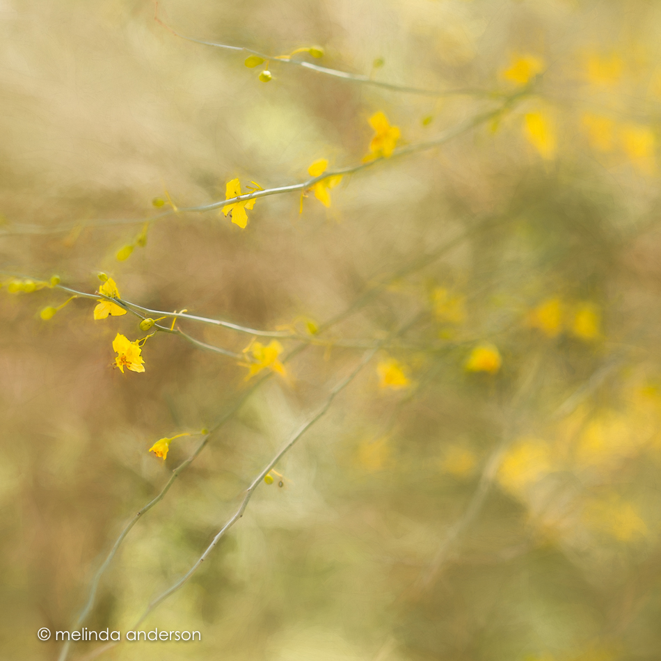 20160416-MMA_0417_melinda_anderson-Edit