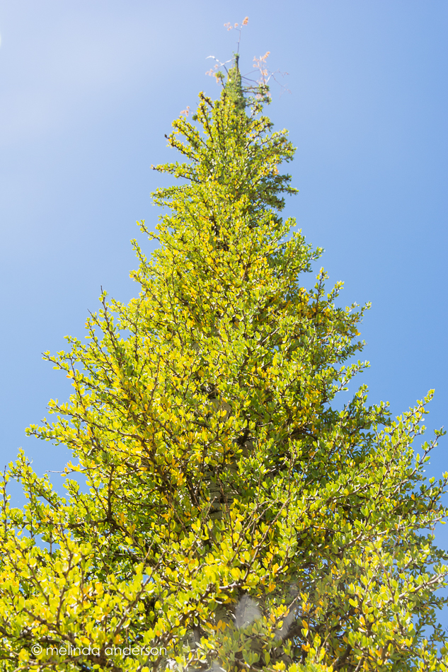 20160416-MMA_0537_melinda_anderson-Edit