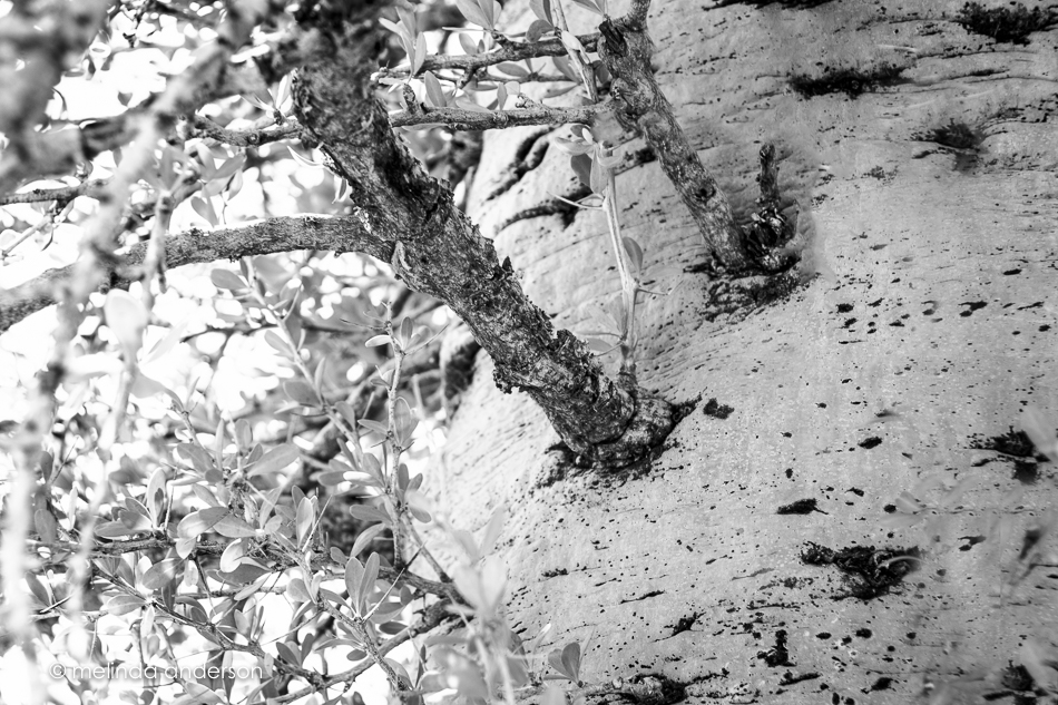 20160416-MMA_0541_melinda_anderson-Edit