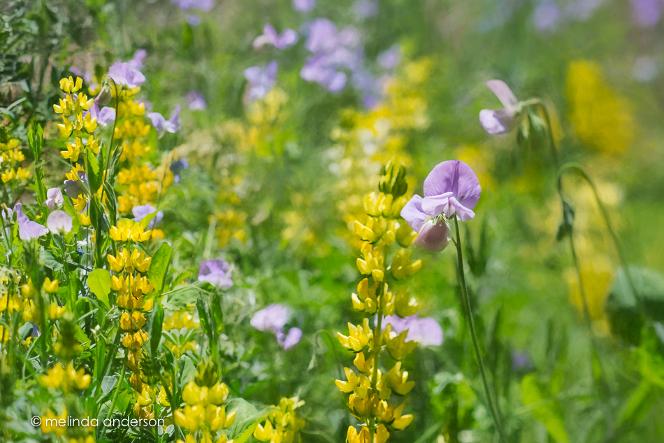 20160416-MMA_0589_melinda_anderson-Edit